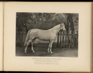 Типы и породы лошадей Российской империи 1908 год - 29-HGz-S9EWhgA.jpg
