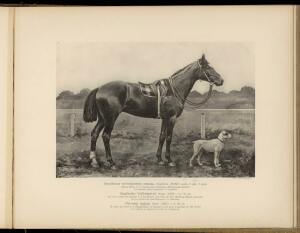 Типы и породы лошадей Российской империи 1908 год - 34-q5zRnfXvfj4.jpg