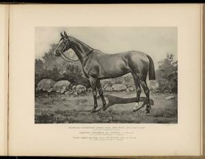 Типы и породы лошадей Российской империи 1908 год - 35-fCrzoZFUCWk.jpg