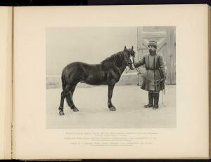 Типы и породы лошадей Российской империи 1908 год - 43-pXOCVKCcEyg.jpg