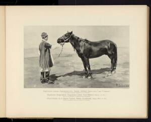 Типы и породы лошадей Российской империи 1908 год - 45-BK2wMTR5j1s.jpg