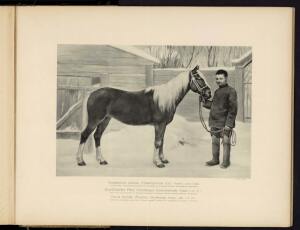 Типы и породы лошадей Российской империи 1908 год - 50-kXFamI06kWY.jpg