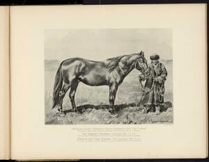 Типы и породы лошадей Российской империи 1908 год - 53-4FLZEv7GM3Q.jpg