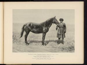 Типы и породы лошадей Российской империи 1908 год - 54-7PDYwmnmlvw.jpg