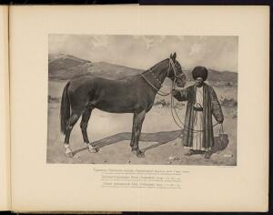 Типы и породы лошадей Российской империи 1908 год - 58-m9BIpz8s-cE.jpg