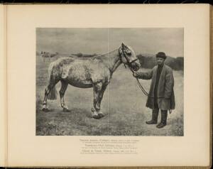 Типы и породы лошадей Российской империи 1908 год - 63-m-nD1YUD-mo.jpg