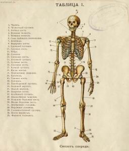 Как устроено наше тело. Анатомия для всех 1912 год - 02-MzD72_A0fl0.jpg