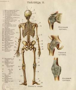 Как устроено наше тело. Анатомия для всех 1912 год - 06-dP0-kNOf0Ps.jpg