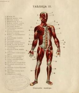 Как устроено наше тело. Анатомия для всех 1912 год - 09-wdqA1u-gUKo.jpg