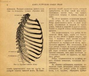 Как устроено наше тело. Анатомия для всех 1912 год - 11-jDbBCrNiCmw.jpg