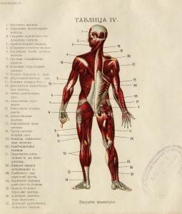 Как устроено наше тело. Анатомия для всех 1912 год - 12-B2CDHc3zC9A.jpg