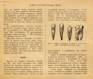 Как устроено наше тело. Анатомия для всех 1912 год - 14-O71DNLtnAtU.jpg