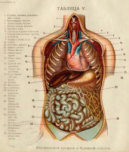 Как устроено наше тело. Анатомия для всех 1912 год - 15-0au-wdGi6Y8.jpg