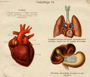 Как устроено наше тело. Анатомия для всех 1912 год - 18-L0f-I6arMsY.jpg
