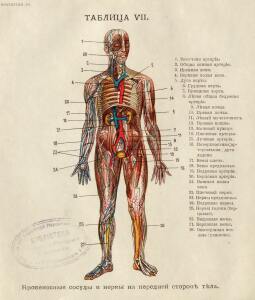 Как устроено наше тело. Анатомия для всех 1912 год - 21-m_6c23H0XjM.jpg