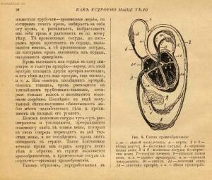 Как устроено наше тело. Анатомия для всех 1912 год - 23-nNgvAw99KB4.jpg