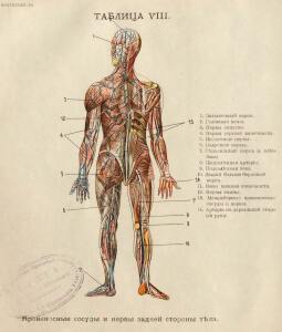 Как устроено наше тело. Анатомия для всех 1912 год - 24-OiCotBhs-8s.jpg
