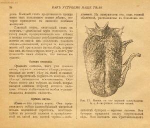 Как устроено наше тело. Анатомия для всех 1912 год - 29-5_7rslBEtTY.jpg