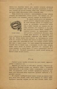 Голова. Строение человеческой головы и отправления важнейших ея органов 1900 год - rsl01010033182_29.jpg