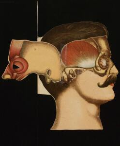 Голова. Строение человеческой головы и отправления важнейших ея органов 1900 год - rsl01010033182_35.jpg