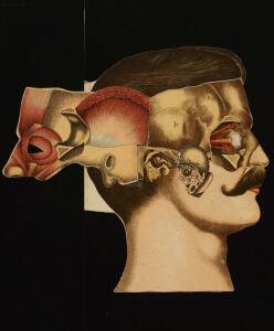Голова. Строение человеческой головы и отправления важнейших ея органов 1900 год - rsl01010033182_37.jpg