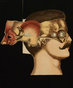 Голова. Строение человеческой головы и отправления важнейших ея органов 1900 год - rsl01010033182_38.jpg