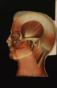 Голова. Строение человеческой головы и отправления важнейших ея органов 1900 год - rsl01010033182_39.jpg