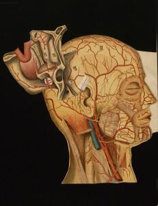Голова. Строение человеческой головы и отправления важнейших ея органов 1900 год - rsl01010033182_43.jpg