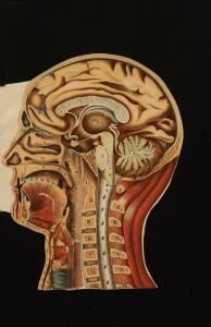 Голова. Строение человеческой головы и отправления важнейших ея органов 1900 год - rsl01010033182_44.jpg