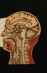 Голова. Строение человеческой головы и отправления важнейших ея органов 1900 год - rsl01010033182_45.jpg