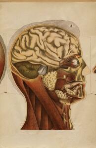 Голова. Строение человеческой головы и отправления важнейших ея органов 1900 год - rsl01010033182_47.jpg