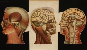 Голова. Строение человеческой головы и отправления важнейших ея органов 1900 год - rsl01010033182_48.jpg