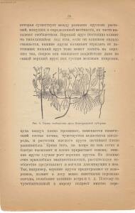 Война и мир в живой природе 1923 года -  и мир в живой природе 1923 года (31).jpg