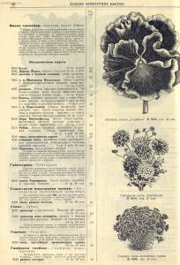 Каталог семян 1927 года - rsl01004914235_42.jpg