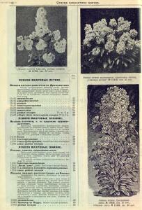 Каталог семян 1927 года - rsl01004914235_48.jpg