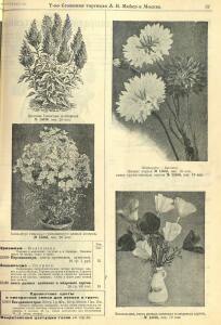 Каталог семян 1927 года - rsl01004914235_59.jpg