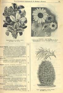 Каталог семян 1927 года - rsl01004914235_61.jpg