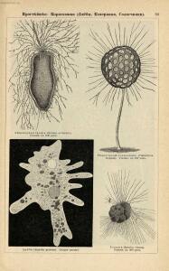 Альбом картин по зоологии низших животных 1904 года - rsl01003722500_093.jpg