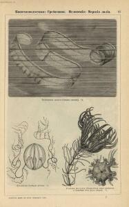 Альбом картин по зоологии низших животных 1904 года - rsl01003722500_101.jpg