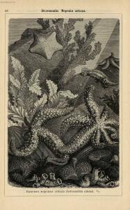 Альбом картин по зоологии низших животных 1904 года - rsl01003722500_102.jpg