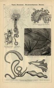Альбом картин по зоологии низших животных 1904 года - rsl01003722500_108.jpg