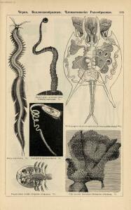 Альбом картин по зоологии низших животных 1904 года - rsl01003722500_109.jpg