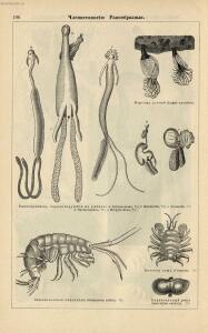 Альбом картин по зоологии низших животных 1904 года - rsl01003722500_110.jpg