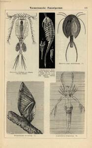 Альбом картин по зоологии низших животных 1904 года - rsl01003722500_111.jpg
