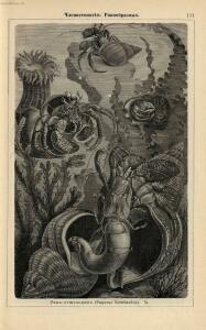 Альбом картин по зоологии низших животных 1904 года - rsl01003722500_115.jpg