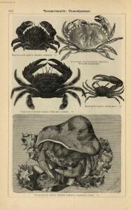 Альбом картин по зоологии низших животных 1904 года - rsl01003722500_116.jpg
