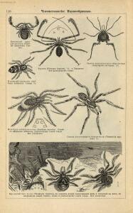 Альбом картин по зоологии низших животных 1904 года - rsl01003722500_120.jpg