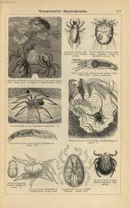 Альбом картин по зоологии низших животных 1904 года - rsl01003722500_121.jpg