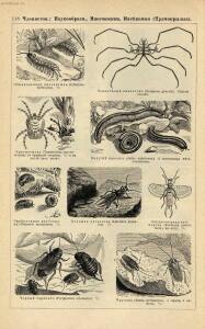 Альбом картин по зоологии низших животных 1904 года - rsl01003722500_122.jpg
