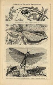 Альбом картин по зоологии низших животных 1904 года - rsl01003722500_123.jpg